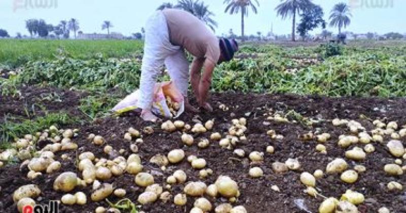 بطاطس
