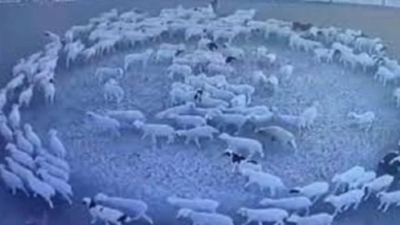 حركة الخراف الدائرية