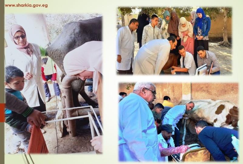 بيطرى الشرقية 