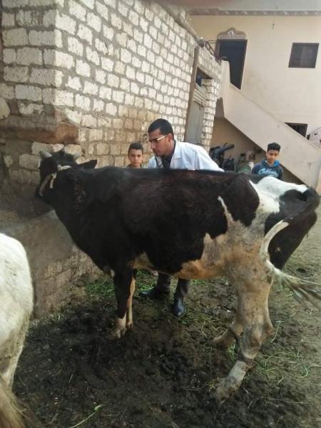 تحصين الماشية 