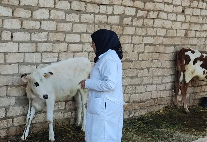تحصين الماشية 