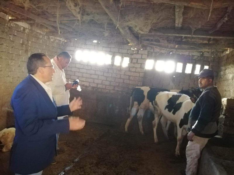 تحصين الماشية 