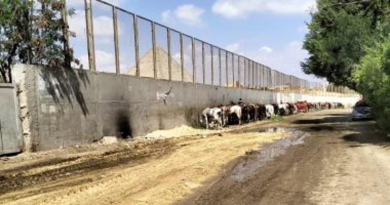 رفع 2500 طن مخلفات بنزلة السمان بالهرم