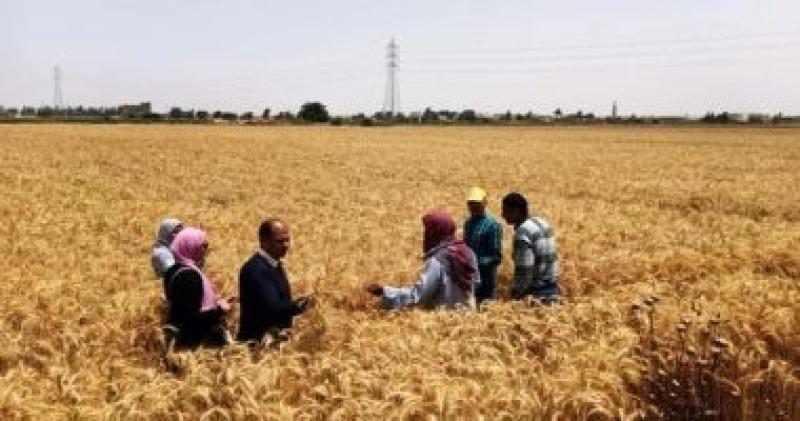 توريد القمح 