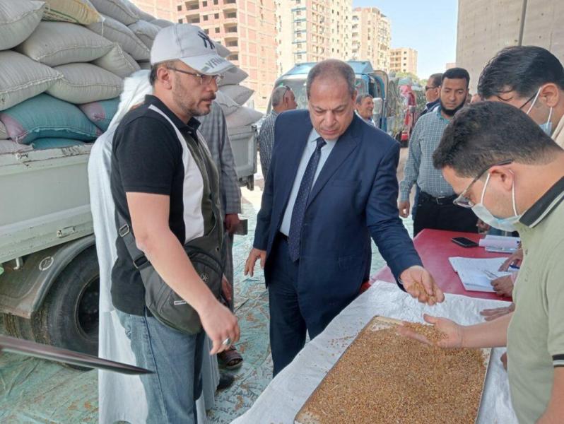 القمح 