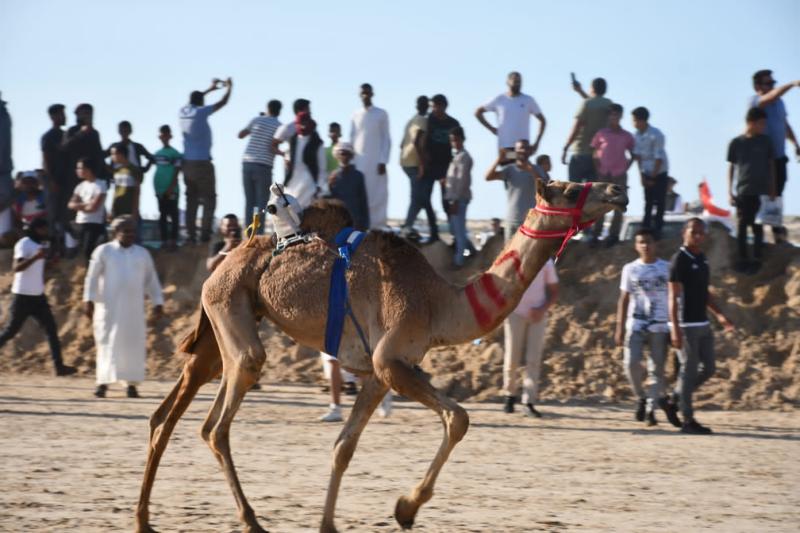 سباق الهجن 