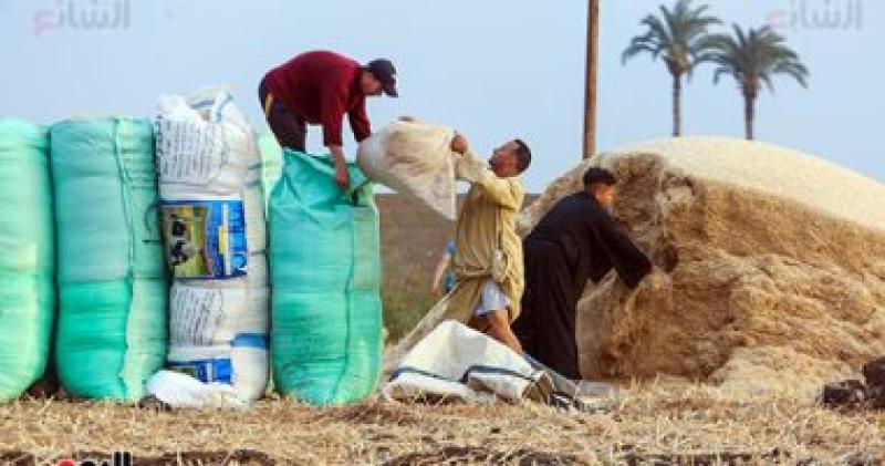 القمح 