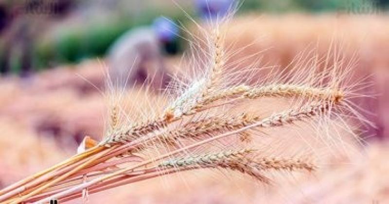 توريد القمح 