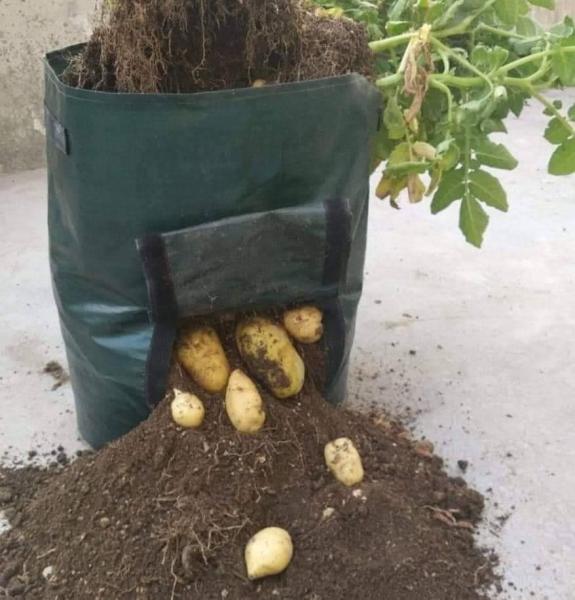 بطاطس 