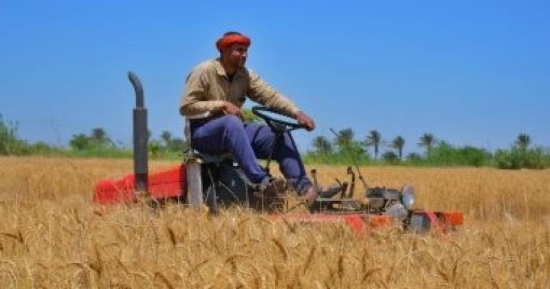 توريد القمح 