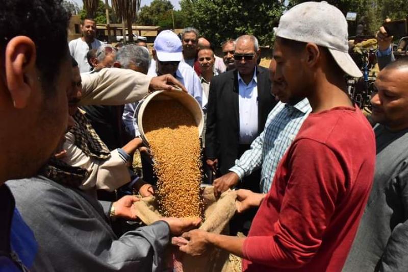 حصاد القمح