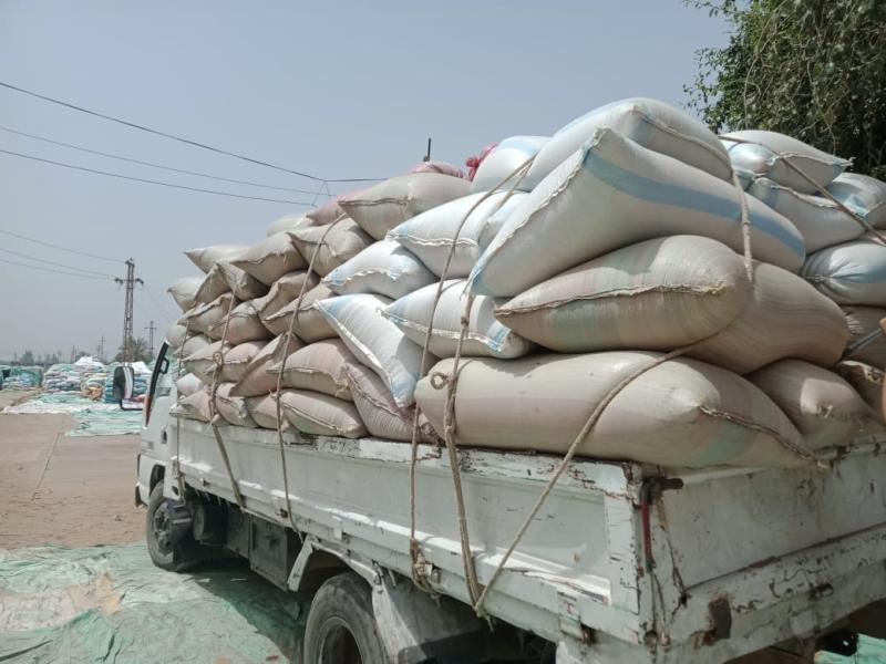 توريد القمح 