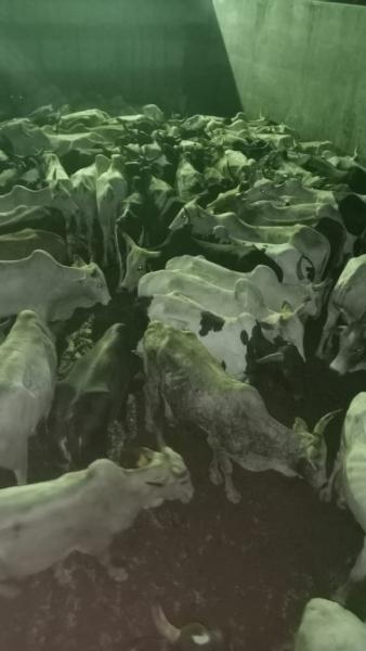 ماشيه 