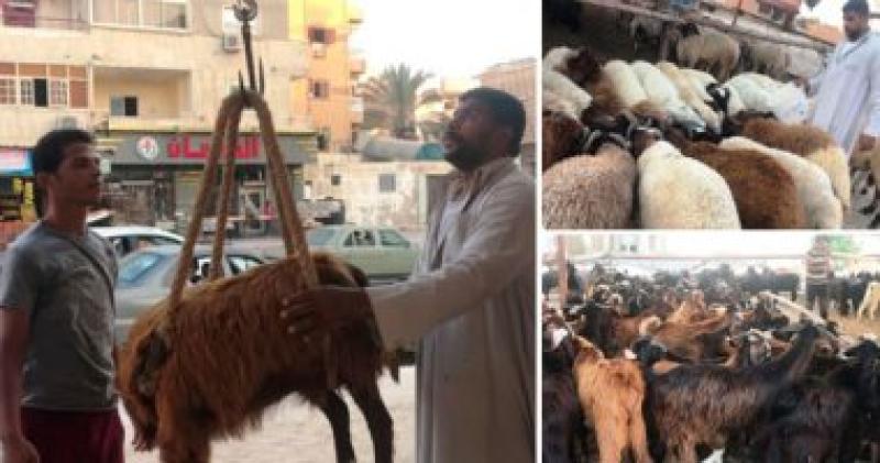 ماشية