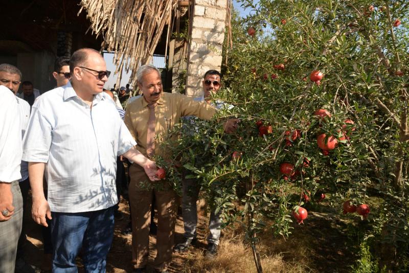محافظ أسيوط يتفقد  مزارع رمان