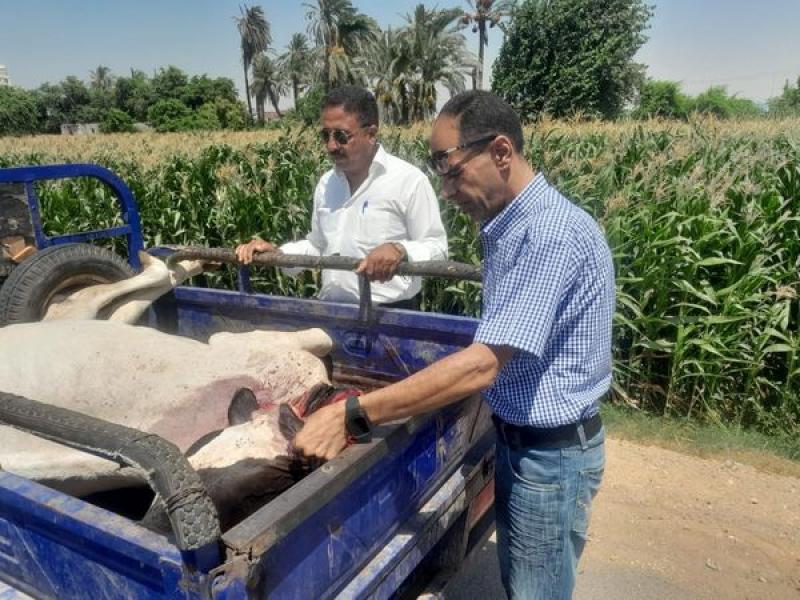 ضبط بقرة مذبوحة خارج السلخانة