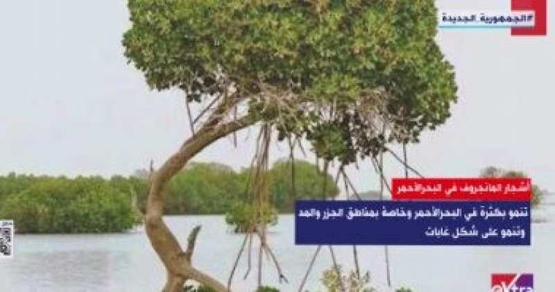 أشجار المانجروف في البحر الأحمر