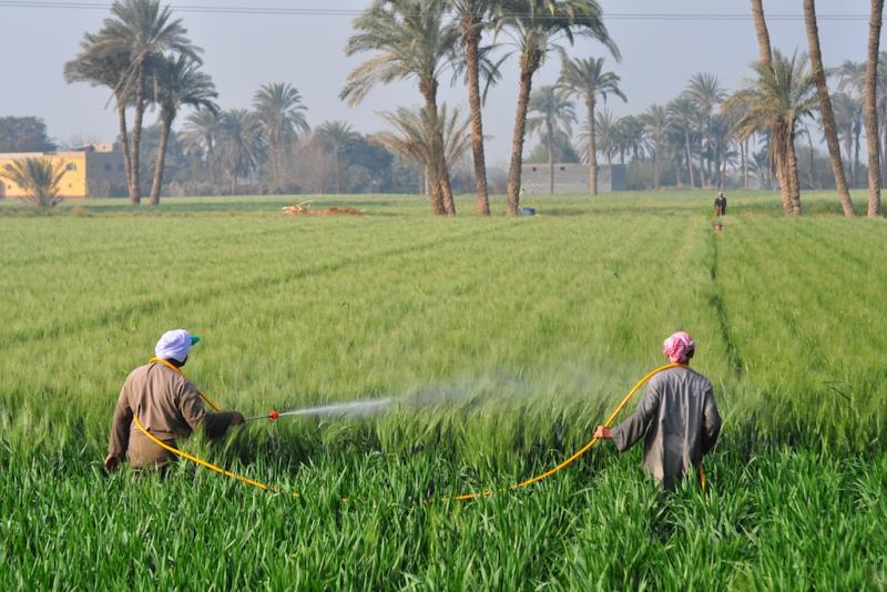 الزراعة 
