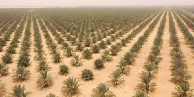 توشكى