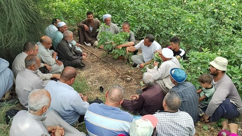 ندوات عن الجني المحسن للقطن