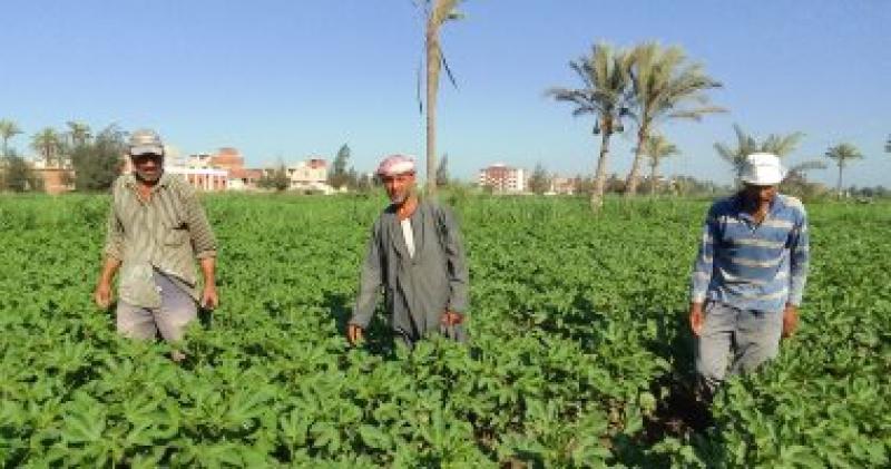 زراعة القطن 