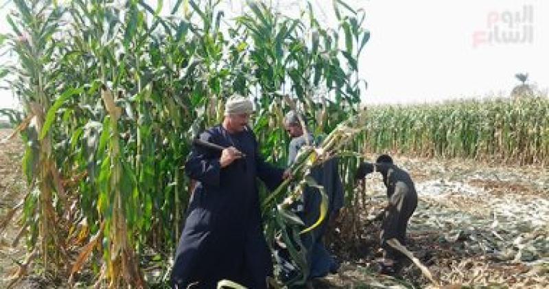 الفلاح المصري