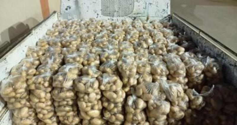 البطاطس 
