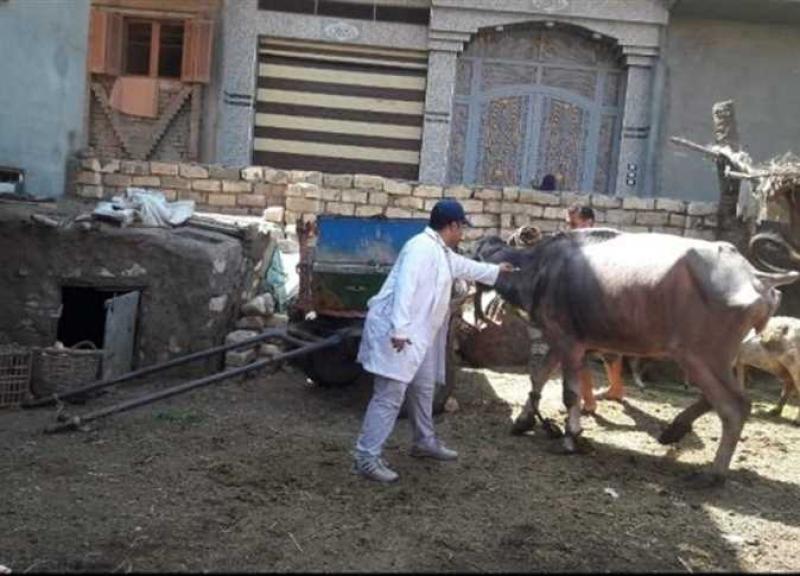 رأس ماشية