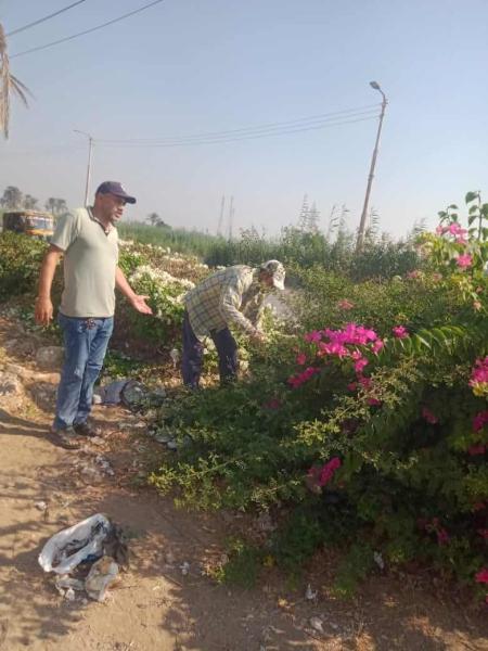 زراعة الأشجار 