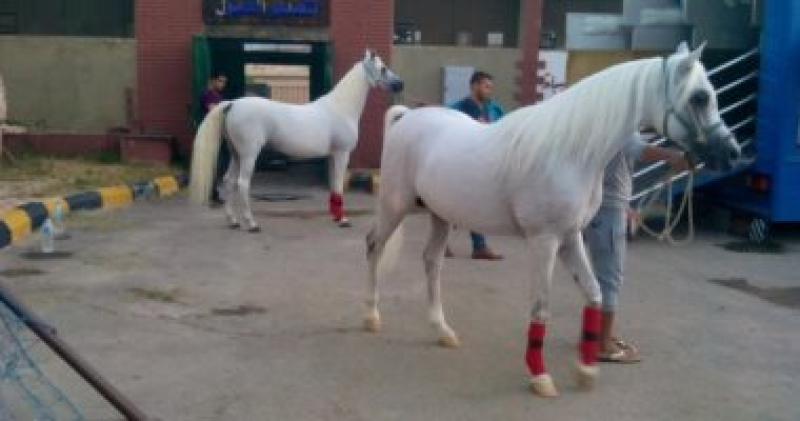 مهرجان خيول الشرقية 