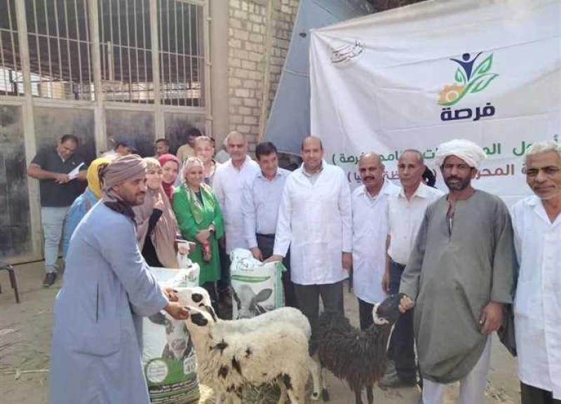 تسليم 342 رأس أغنام لـ114 أسرة ضمن برنامج «فرصة» في المنيا