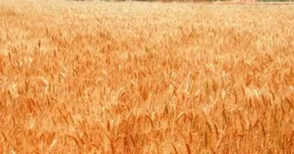  القطاع الزراعي