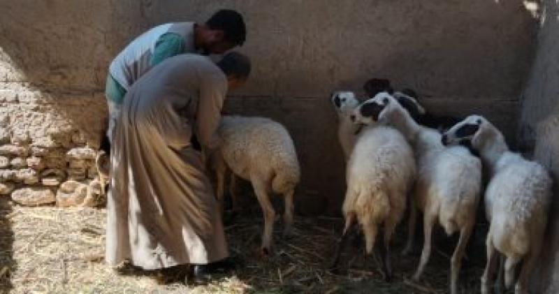 تحصين الاغنام والماعز - أرشيفية