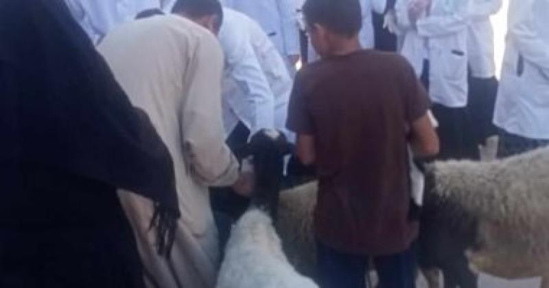 قوافل بيطرية 