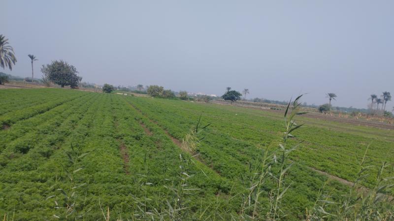الزراعة  