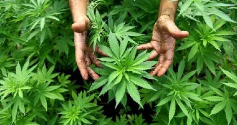 القنب - أرشيفية