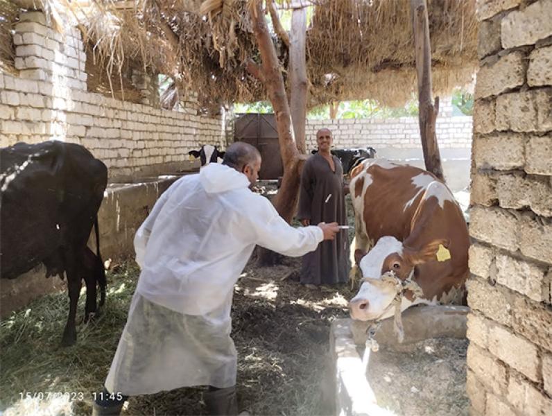 تحصين ماشية - أرشيفية