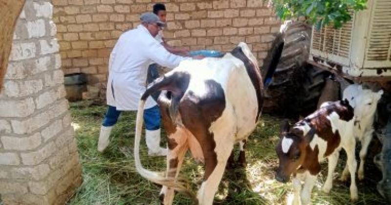 تحصين الماشية 
