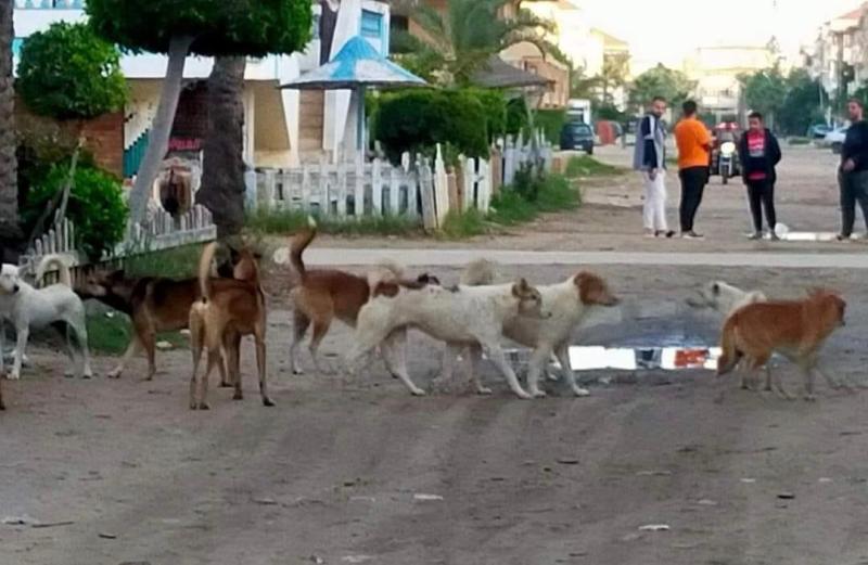 كلاب ضاله 