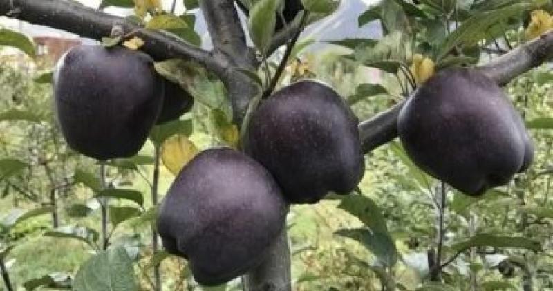 ثمار التفاح