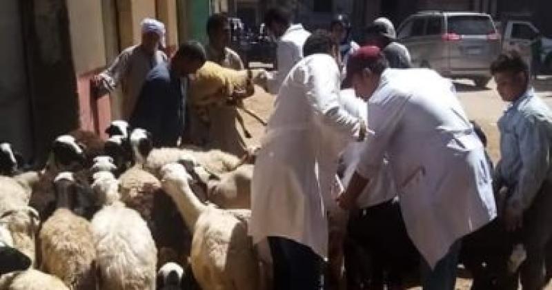 تحصين الماشية 