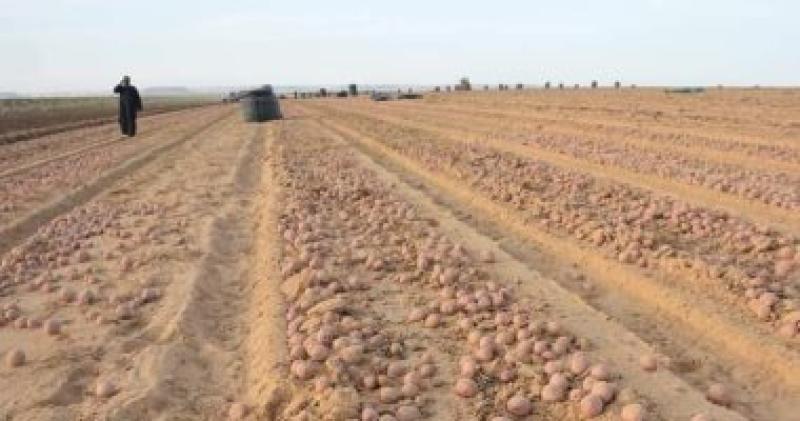 البطاطس 