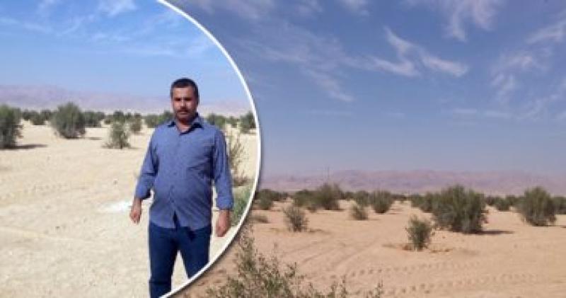 زراعة الزيتون
