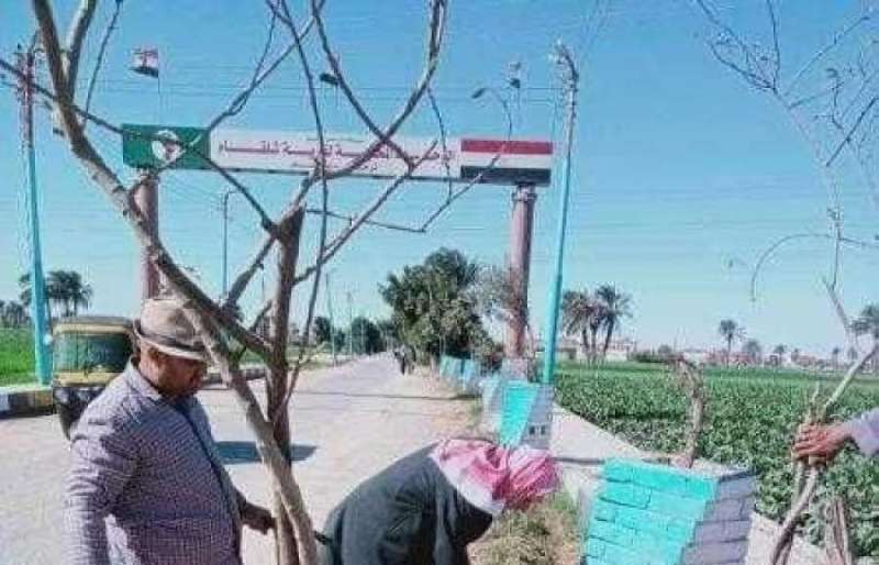اشجار زينه ومثمره بمراكز مطاى وبنى مزار و المنيا