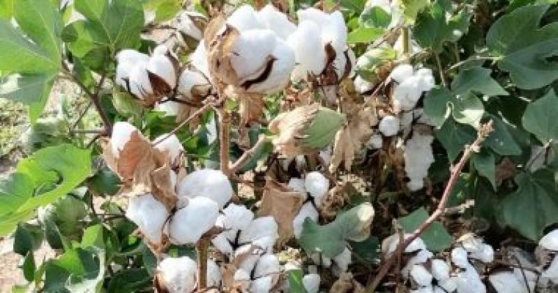 مصانع الغزل والنسيج الجديدة