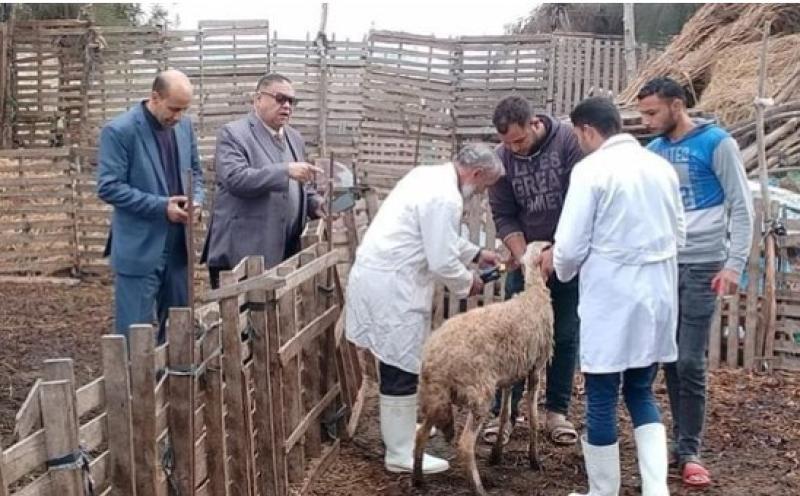 تحصين 82 ألف و215 رأسا من الثروة الحيوانية  ب