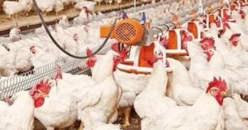 تحصين الطيور بالمزارع