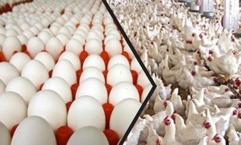 اسعار الفراخ والبيض