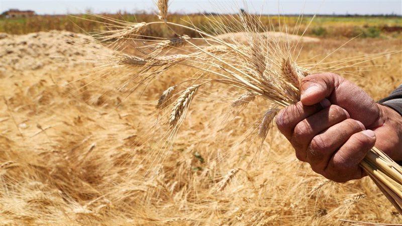 إستيراد القمح 