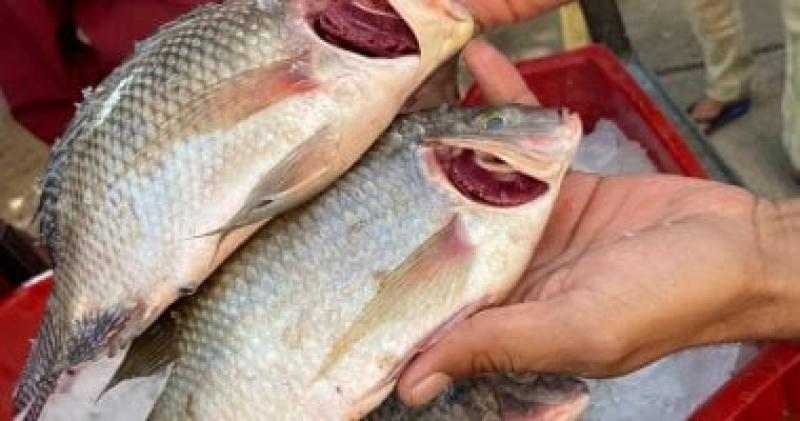  اسعار السمك البلطى 
